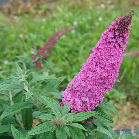 Pugster Pinker® Butterfly Bush