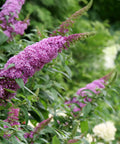 Pugster Pinker® Butterfly Bush