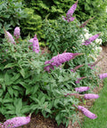 Pugster Pinker® Butterfly Bush