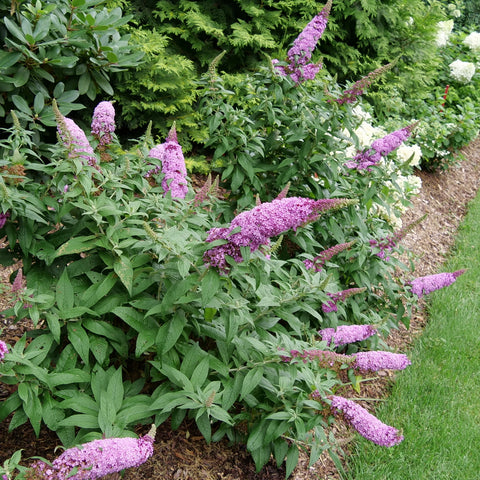 Pugster Pinker® Butterfly Bush
