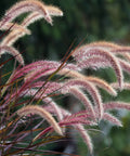 Purple Fountain Grass