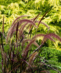 Purple Fountain Grass