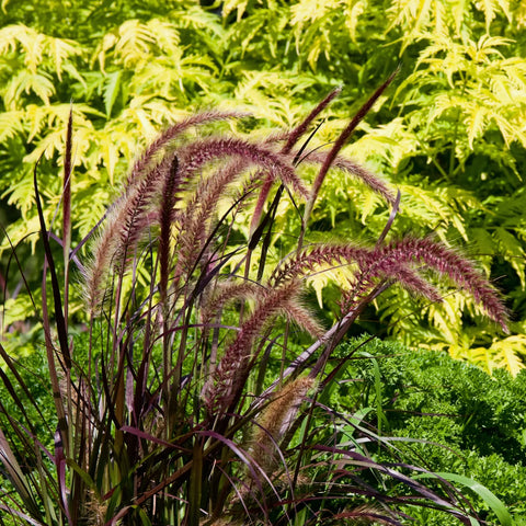 Purple Fountain Grass