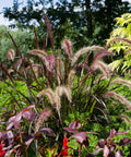 Purple Fountain Grass