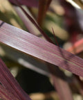 Purple Fountain Grass