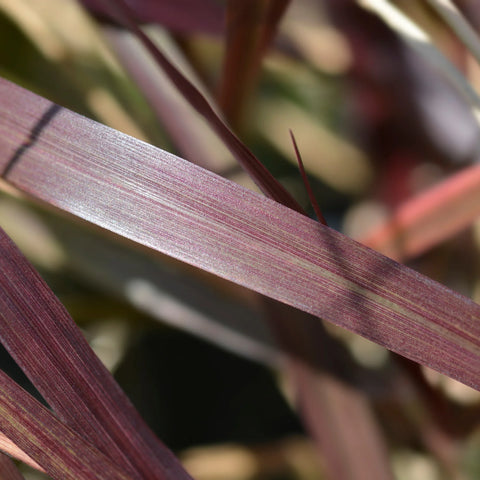 Purple Fountain Grass