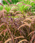 Purple Fountain Grass