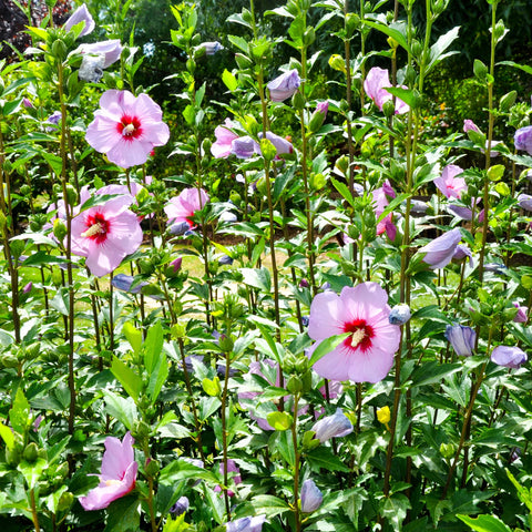 Purple Pillar Rose of Sharon