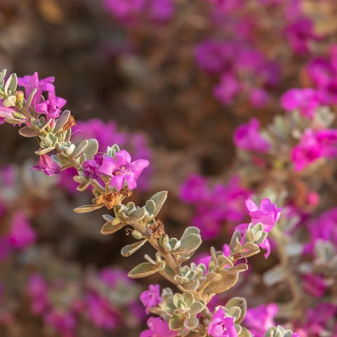 Purple Rain Texas Sage