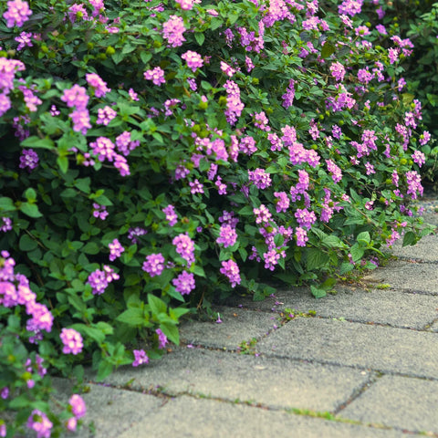 lavender lantana plant trailing Purple Trailing Lantana
