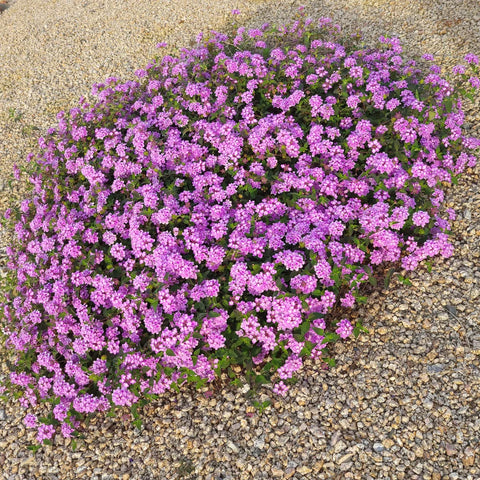 lavender lantana plant trailing Purple Trailing Lantana