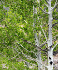 Quaking Aspen Tree