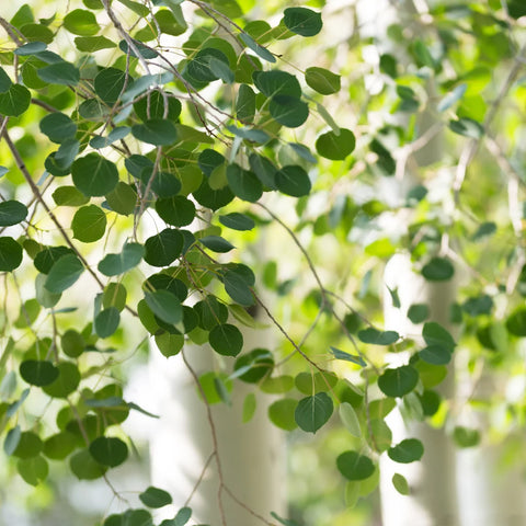 Quaking Aspen Tree