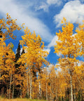 Quaking Aspen Tree