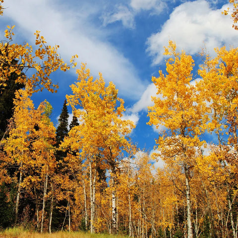 Quaking Aspen Tree