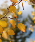 Quaking Aspen Tree