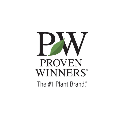 Proven Winners® Quick Fire® Hydrangea Tree
