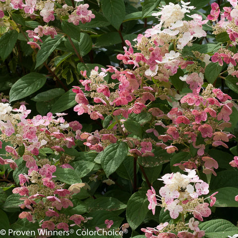 Proven Winners® Quick Fire® Hydrangea Tree