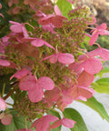 Proven Winners® Quick Fire® Hydrangea Tree