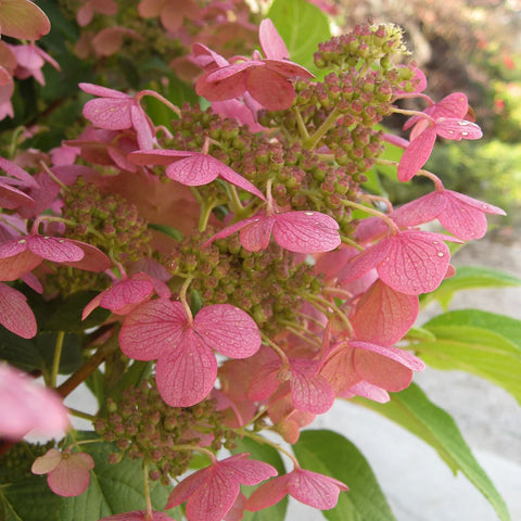 Proven Winners® Quick Fire® Hydrangea Tree