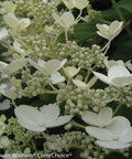 Proven Winners® Quick Fire® Hydrangea Tree