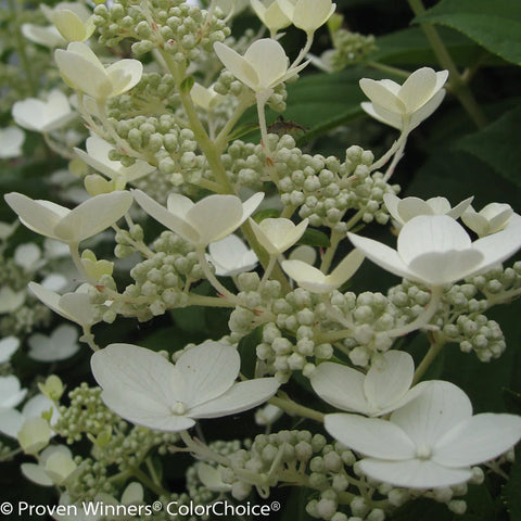 Proven Winners® Quick Fire® Hydrangea Tree