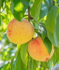 Ranger Peach Tree