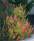 Red Autumn Sage