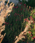 Red Autumn Sage