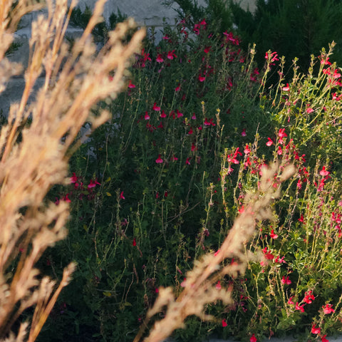Red Autumn Sage