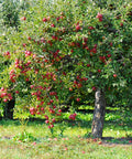 Red Delicious Apple Tree