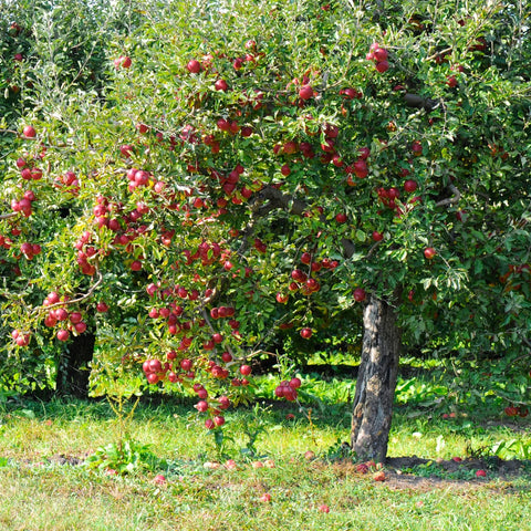 Red Delicious Apple Tree