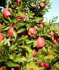 Red Delicious Apple Tree