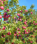 Red Delicious Apple Tree