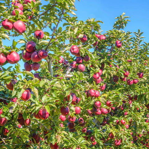 Red Delicious Apple Tree
