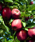 Red Delicious Apple Tree