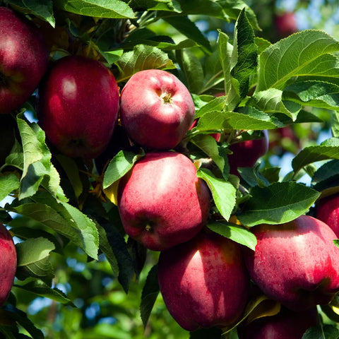 Red Delicious Apple Tree