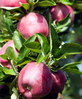 Red Delicious Apple Tree