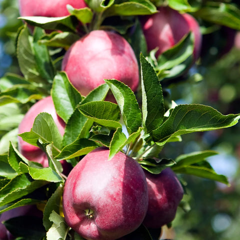 Red Delicious Apple Tree