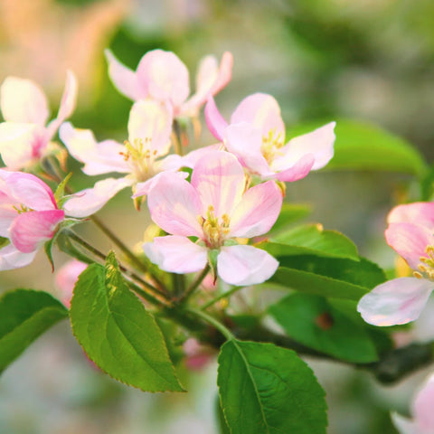 Red Delicious Apple Tree