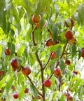 Red Gold Nectarine Tree