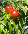 Red Gold Nectarine Tree