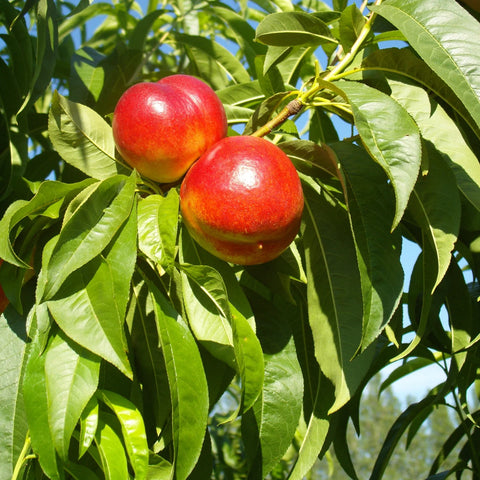 Red Gold Nectarine Tree