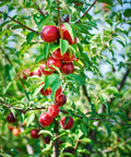 Red Gold Nectarine Tree