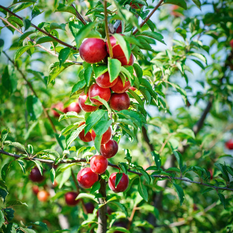 Red Gold Nectarine Tree