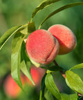 Red Haven Peach Tree