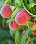 Red Haven Peach Tree