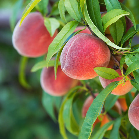 Red Haven Peach Tree