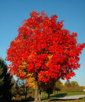 Red Sunset Maple Tree