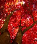 Red Sunset Maple Tree